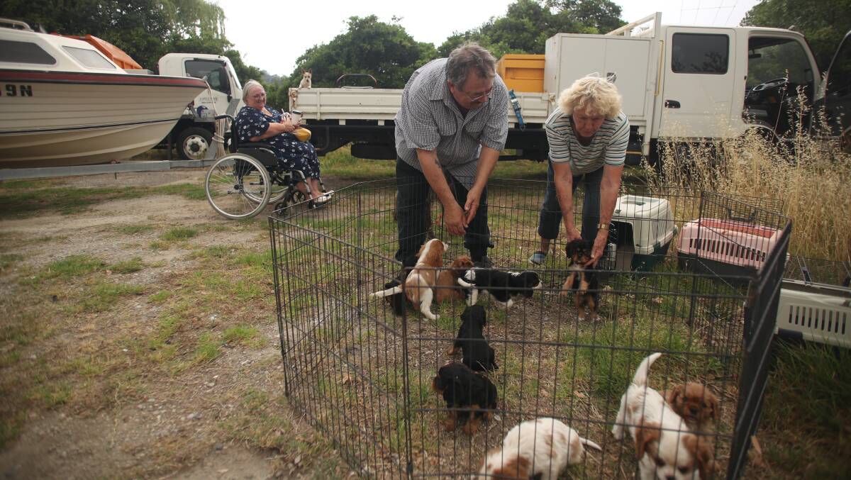 Ganine Gilroy of Tahmoor placing her Cavalier puppies into a pen with Kevin and Marilyn Ditchbur from Thirlmere at the Picton Bowling Club. Photo: Adam Mclean. 