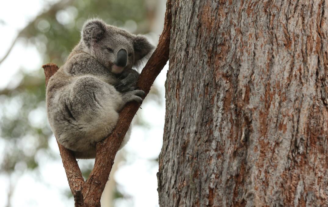 A comfy koala at the Port Stephens Koala Sanctuary which was opened by then NSW Environment Minister Matt Kean in 2020.
