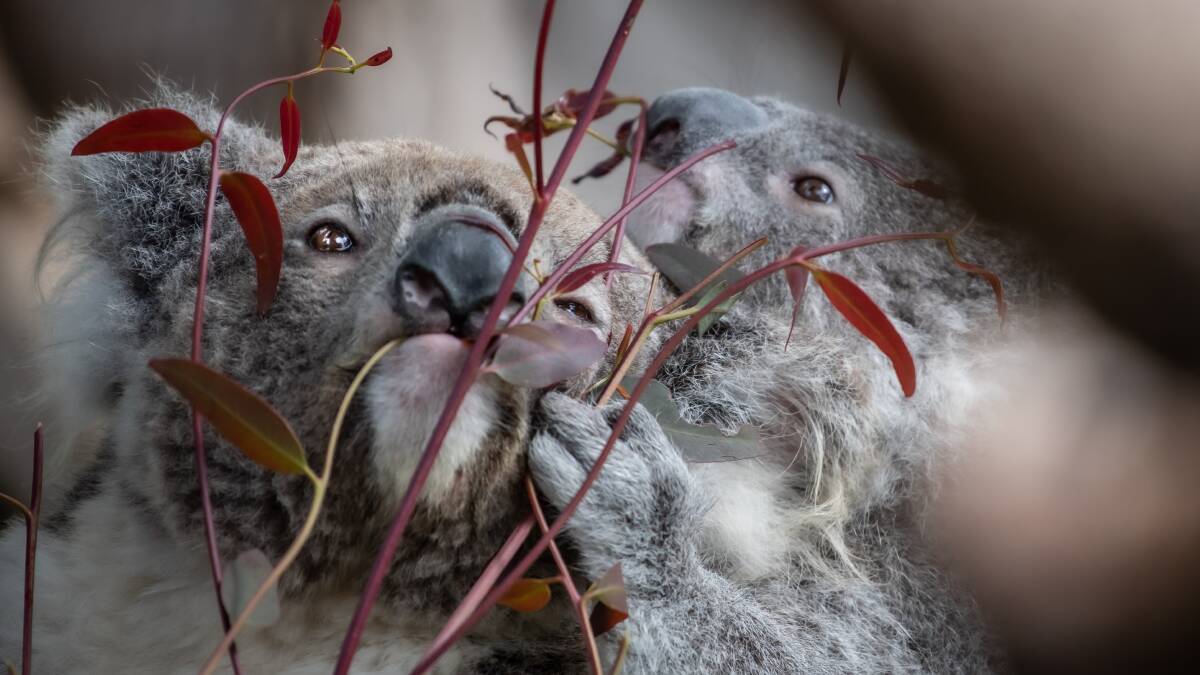 The National Zoo & Aquarium celebrated the naming of 11 month old koala joey, Namadgi (pictured with mother Matilda).
