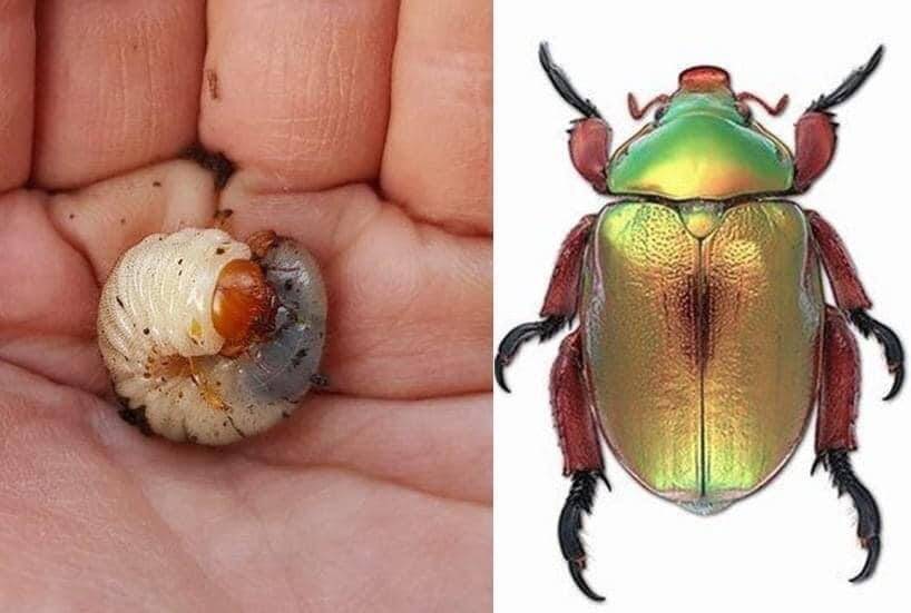 BUG OFF: It's unlikely getting rid of grubs from your garden has had a big impact on Christmas beetle numbers, according to Dr David Yeates of the CSIRO. Image supplied.