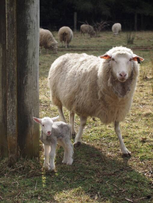 Pecora Dairy runs East Friesian dairy sheep. Photo: supplied