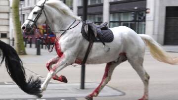 The horses were said to have broken out while exercising at a ceremonial parade ground in London. (AP PHOTO)