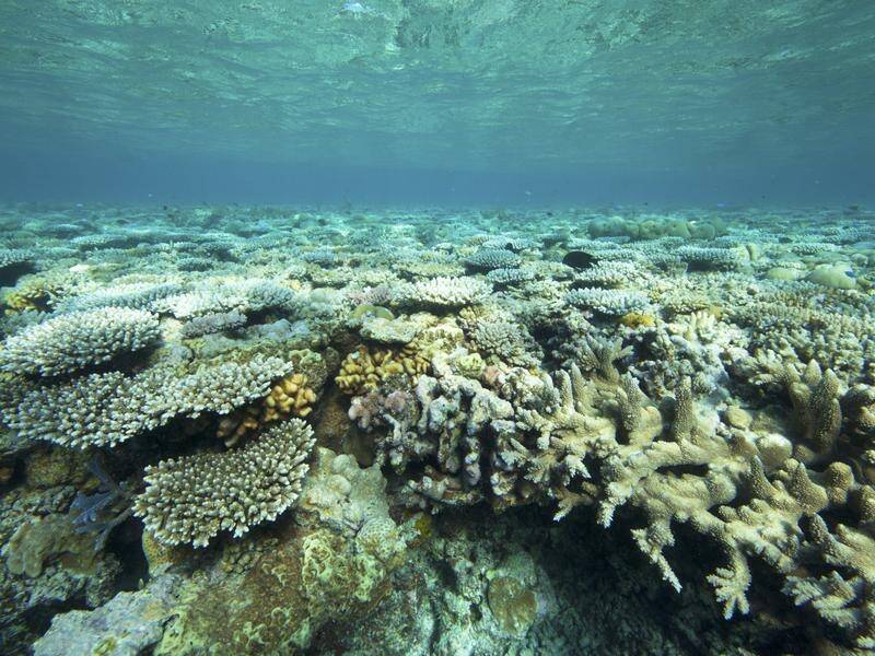 Coral bleaching has been detected in WA's Rowley Shoals, ranging between one and 30 per cent.