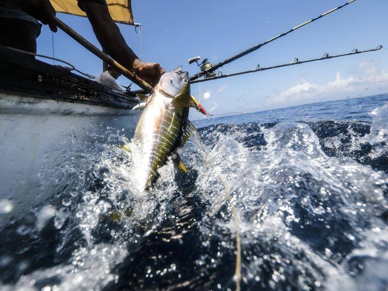 The over-fishing of yellowfin tuna threatens food security and local economies, Greenpeace says.