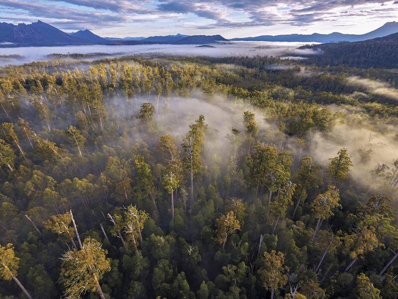 The Tasmanian Liberals want to open 40,000 hectares of previously protected forests. (HANDOUT/Rob Blakers)
