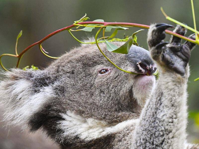 Surveys have detected koala populations in the Kosciuszko National Park.