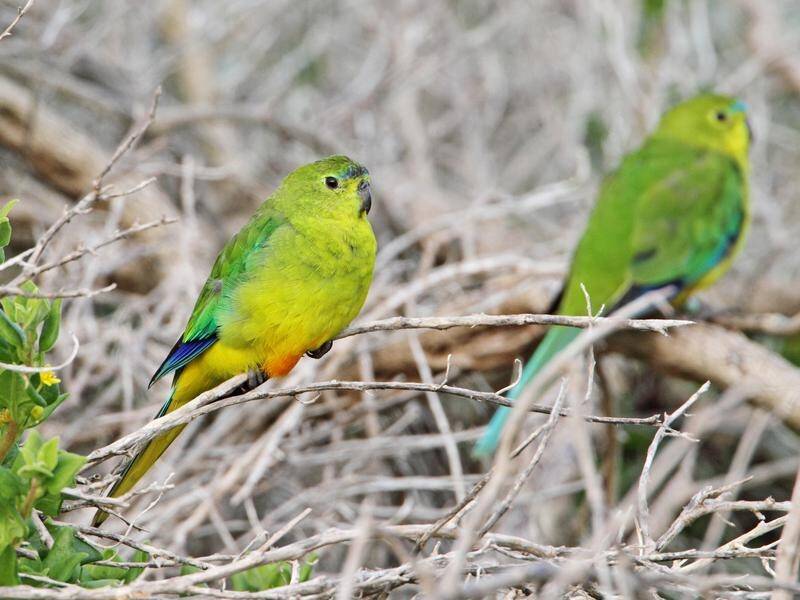Visum Sandet gave Rare Australian parrot gets breeding boost | Southern Highland News |  Bowral, NSW