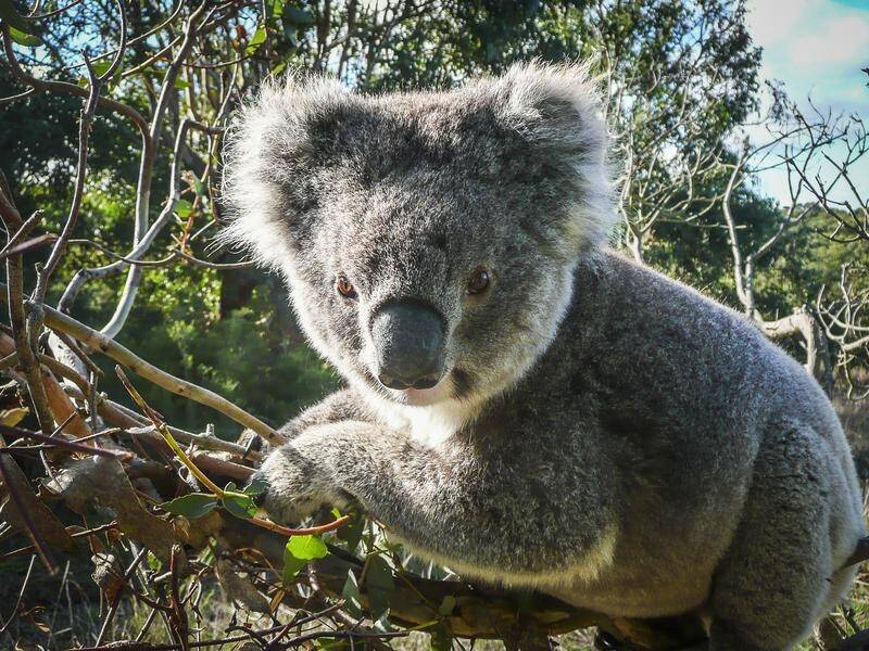 A new national park has been established south west of Sydney in an attempt to protect koalas.