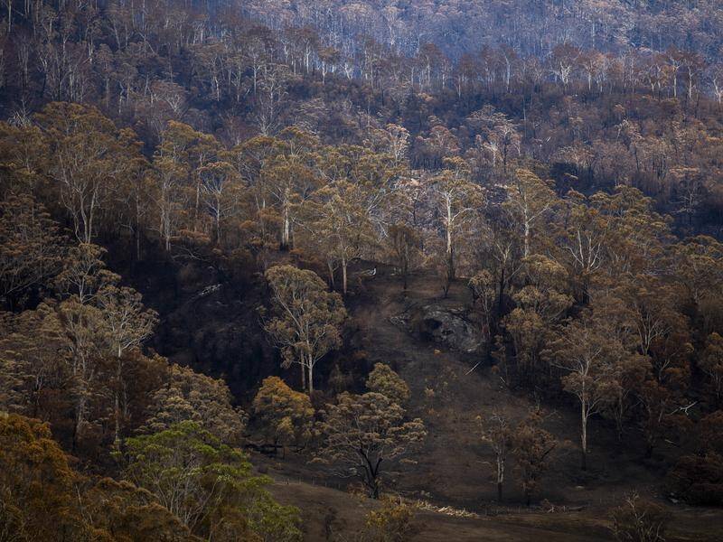 A former firefighting boss warns the bushfire crisis sweeping Australia is only the beginning.