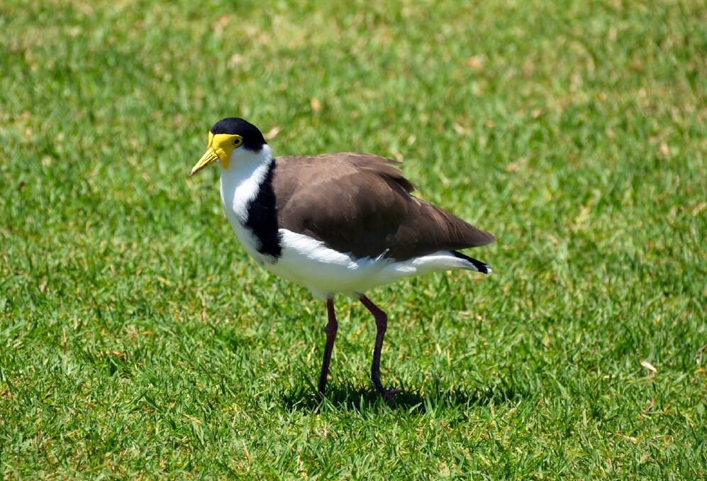 The masked lapwing, otherwise known as the plover bird, is a very protective parent.  
	Photo by Felicity Harvey