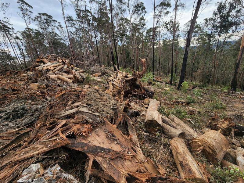 Human error in misreading maps has been blamed for some of the illegal logging in NSW. (PR HANDOUT)