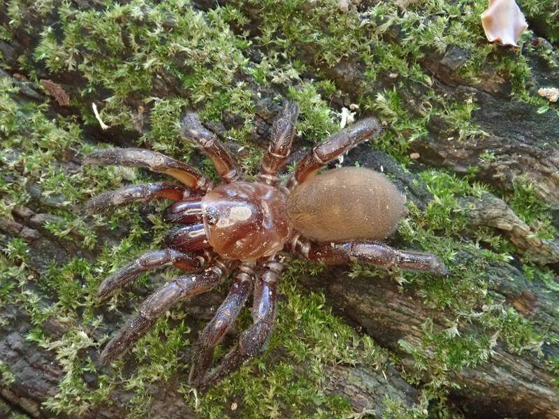 Golden trapdoor spiders "are very interesting in that they are so varied", Dr Jeremy Wilson says.