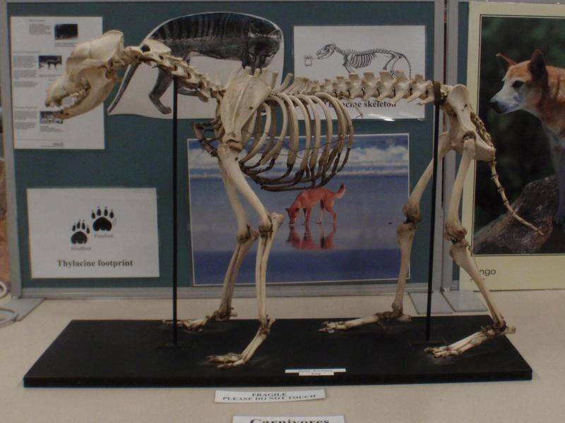A dog skeleton is among one of four rare animal skeletons stolen from the University of Sydney.