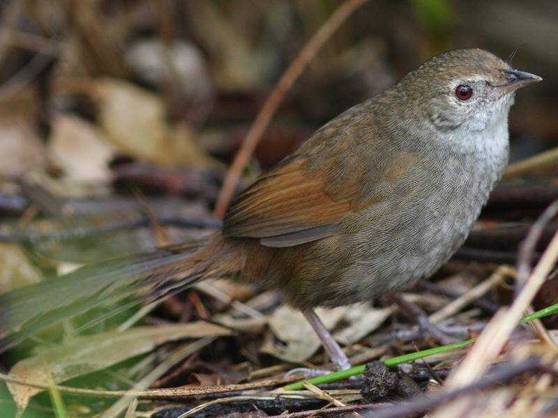 Scientists are using artificial intelligence to help save the endangered eastern bristlebird.
