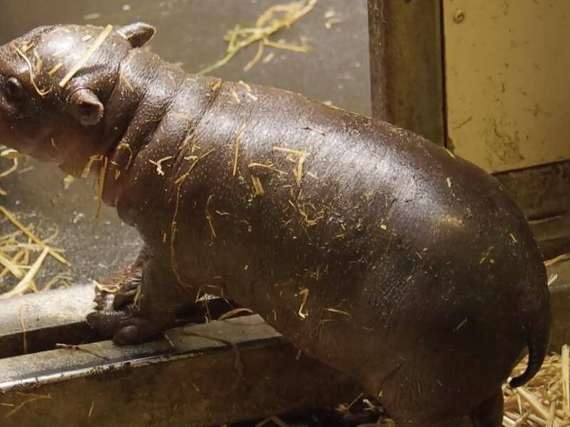 This is the first pygmy hippo calf to arrive at Sydney's Taronga Zoo in more than four years.