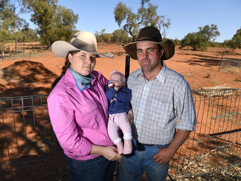 The sheep on Steve and Kate Stokes' drought-stricken property can have food or water, but not both.