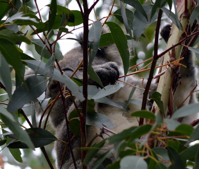 A koala spotted in a Forest Red Gum in Wingello over Christmas. Photo supplied