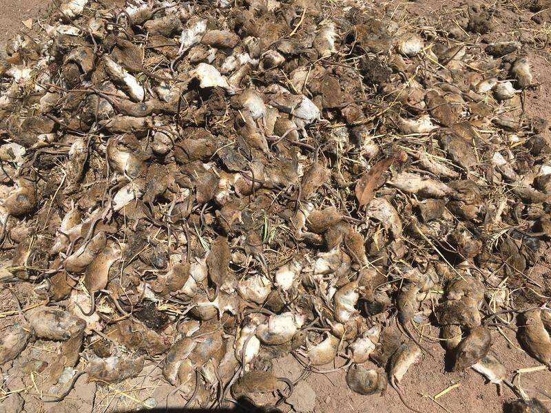 A mouse plague has been wreaking havoc across swathes of rural land in NSW and Queensland.