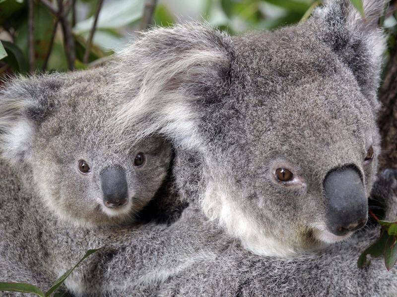 Koalas have faced a series of devastating threats including the Black Summer bushfires.