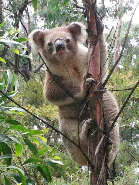 Jane Hutton-Potts spotted this male koala at East Kangaloon on January 9.