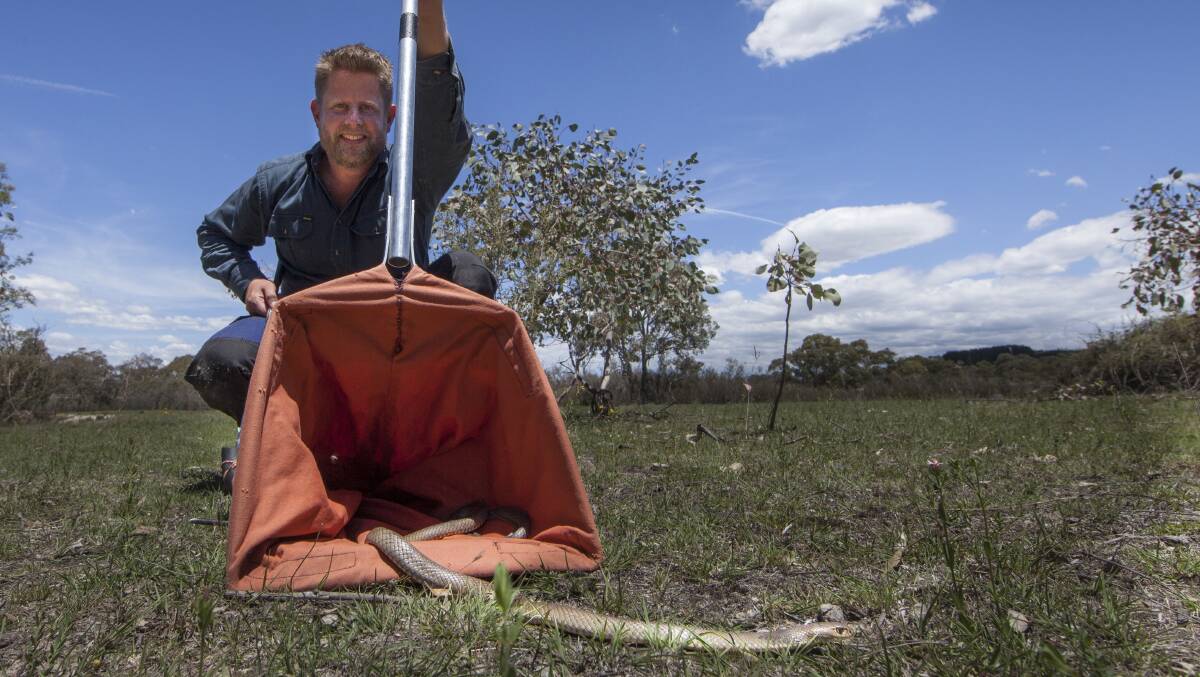 Gavin Smith releases a brown snake. Picture: ANU