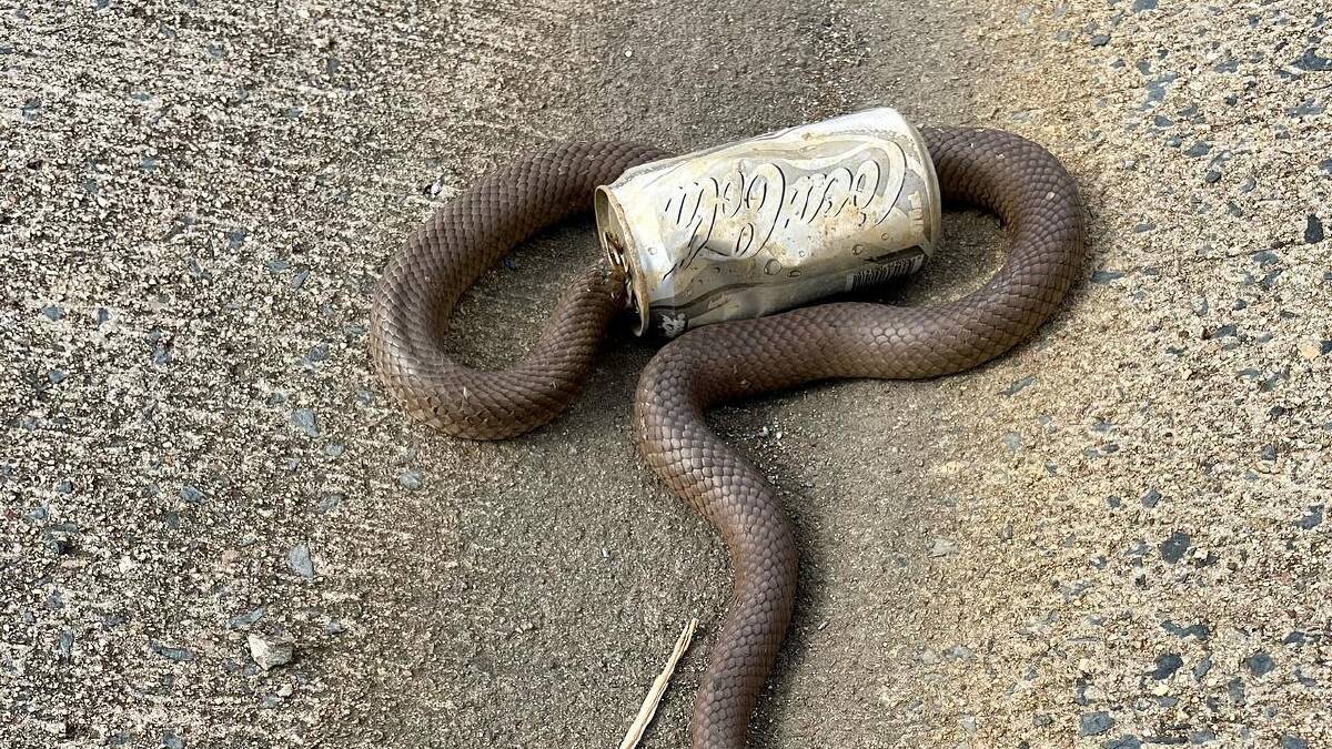 The snake got its head stuck in a discarded can. Picture: Facebook/ACT Snake Removals