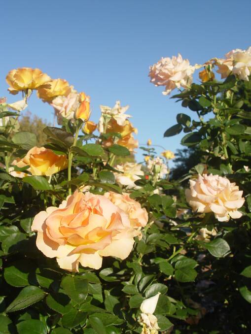 Goulburn Rose Festival March 14 and 15 | Southern Highland News ...