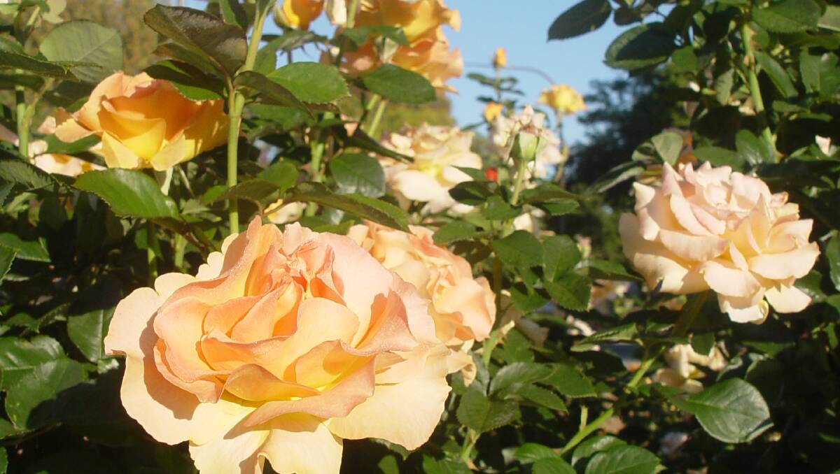 Goulburn Rose Festival March 14 and 15 | Southern Highland News ...
