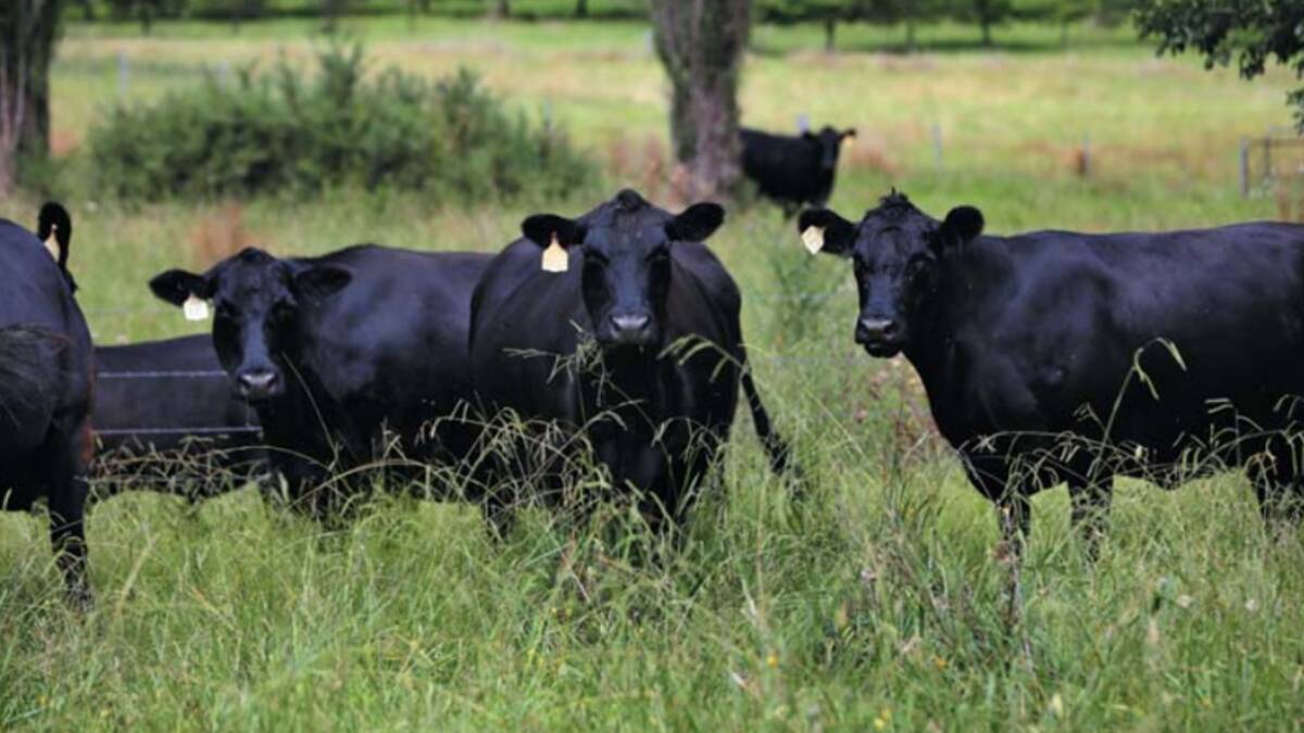 Araluen is currently running a herd of Angus cows and calves. Picture supplied
