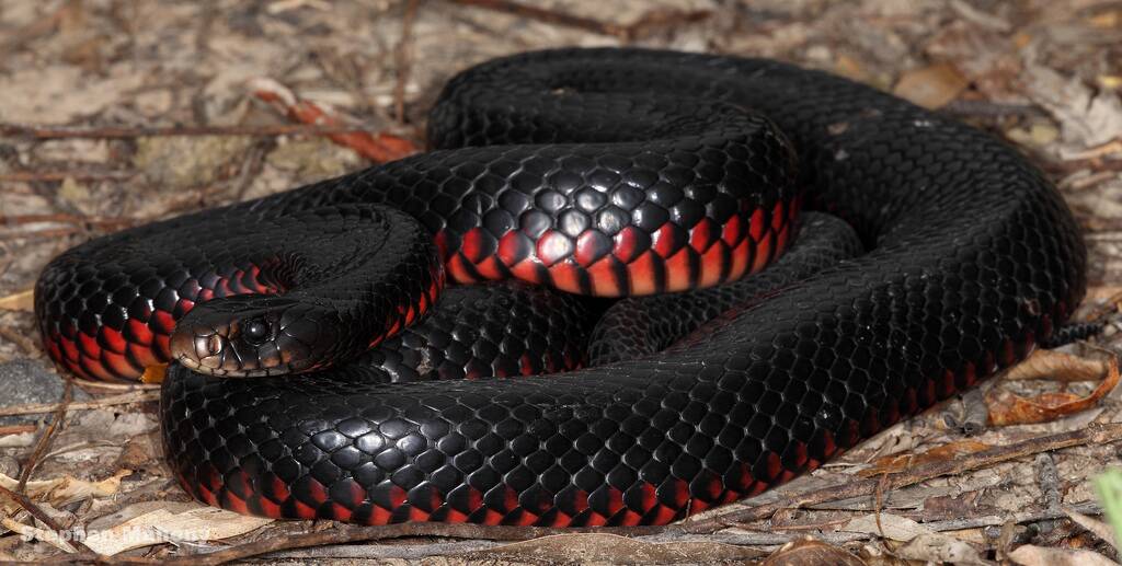 Red-bellied black snakes are the 10th most venomous in Australia. File picture