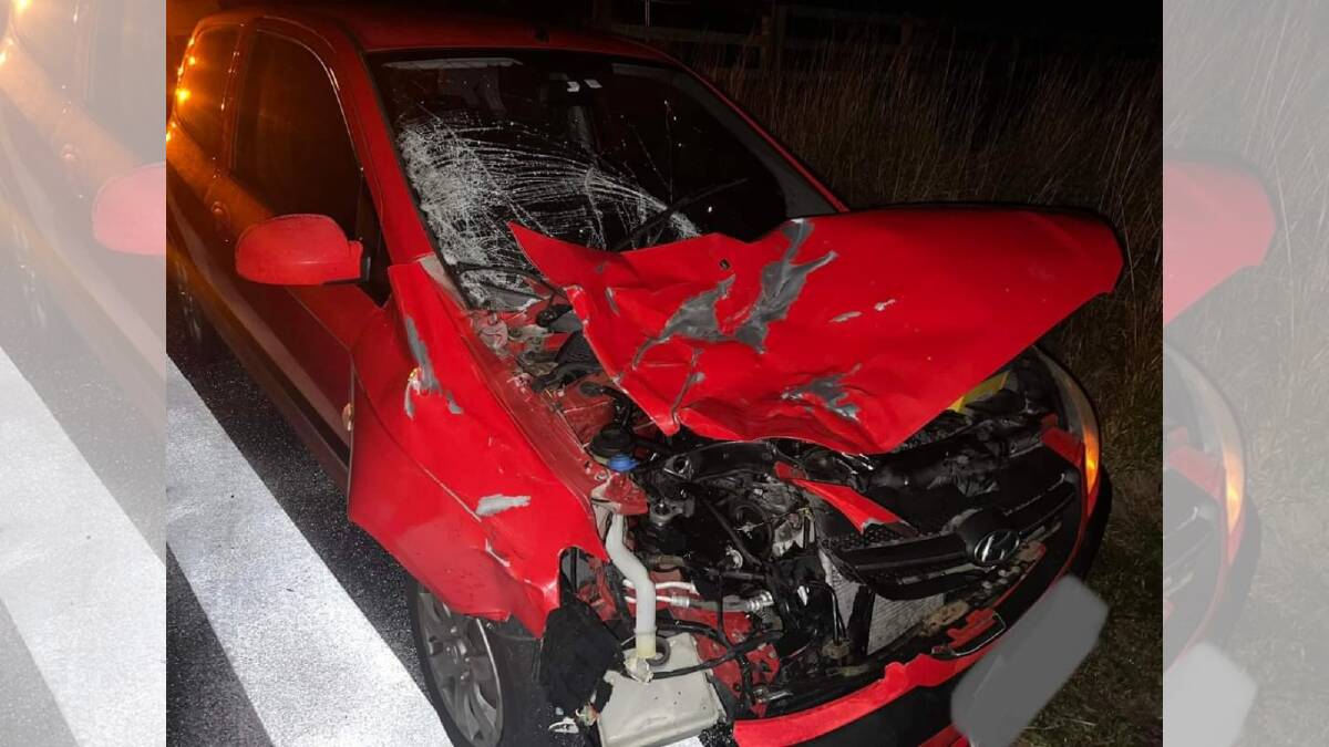 The driver of this Hyundai Getz was lucky to escape uninjured after slamming into a cow on the Illawarra Highway in Calderwood on Monday night. Picture by Illawarra Weather Warnings and Local Media Info