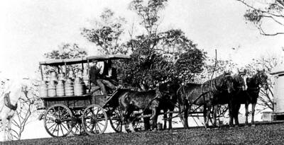 A wagon of milk in urns on the way to the Bee Hive Factory at Robertson. Photos: BDH