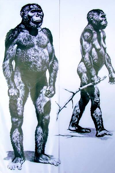 This TIME_LIFE illustration of a male and female Australopithecus robustus parallels sightings descriptions by southern Highland region settlers going back to early 19th century pioneer days. Evidence suggests they are "still out there". Illustration courtesy Time-Life.